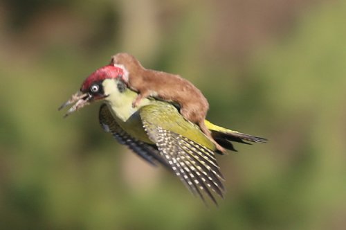 This Incredible Photo Of A Baby Weasel Riding A Woodpecker Is Straight Out Of A Children's Fantasy Book