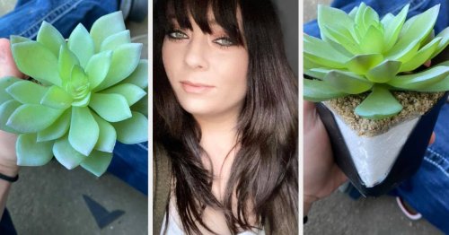 This Woman Watered A Fake Plant For Two Years Thinking It Was Real And The Story Is Hilarious