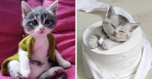 14 Cat Posts From This Week To Get You Through Your Midweek Slump