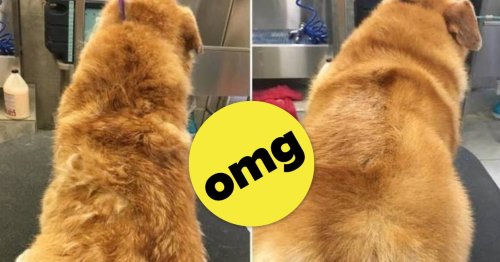 18 Products With Before-And-After Photos That Anyone With A Dog Should Probably See