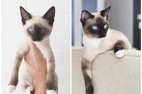 90 Kittens That Are So Cute They Are Definitely The Cat's Meow