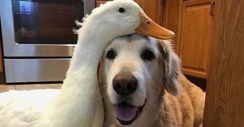 100 Wholesome Pictures That You Absolutely Need Today