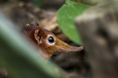 Tiny Elephant Shrew Species Rediscovered 50 Years After Last Recorded Sighting