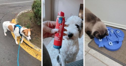 24 Things That’ll Actually Help Make Training Your Pet So Much Easier