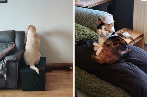 17 Pets Who Just Aren't Used To Their Owners Working From Home