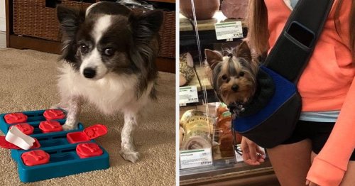 30 Pet Products From Amazon That Have Over 1,000 5-Star Reviews For A Reason