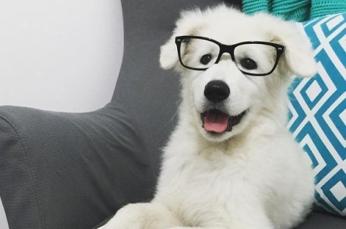 27 Little Dogs Who Want You To Have A Good Week