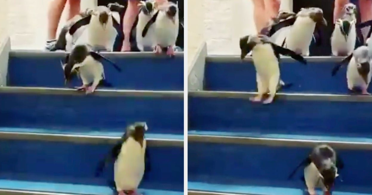 These Cute Penguins Hopped Down Some Stairs And People Can't Handle It