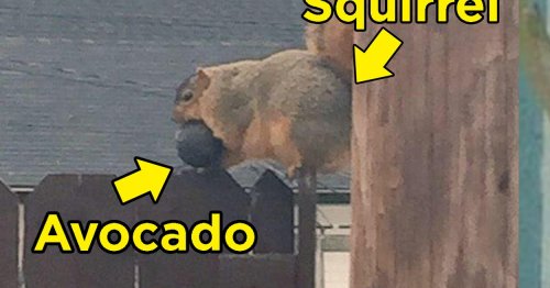 You 100% Need These Pictures Of Squirrels Eating Random Things