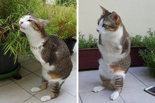 This Cat Who Lost His Two Front Legs Now Walks Like A T. Rex