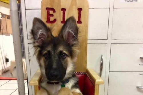 This Puppy Has To Have A Special Chair To Help Him Eat