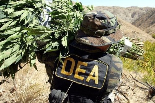 House Votes To End DEA Raids On Legal Medical Marijuana Operations