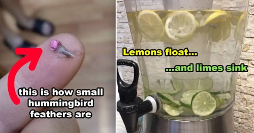 My Little Dumb Brain Is Totally Blown After Seeing These 23 Absolutely Fascinating Pictures For The First Time