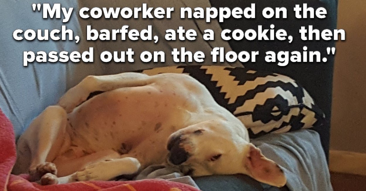 People Are Sharing What Their Pets Are Doing But Referring To Them As Coworkers And It's Hilarious