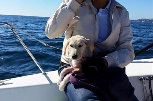 Meet Noodle, The Adorable Labrador Puppy Saved From Drowning By Sailors