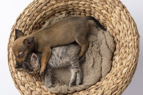 Abandoned Kitten And Puppy Become Best Friends Despite All Odds