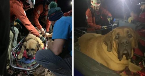 A Very Big Dog Named Floyd Had To Be Rescued On A Hike And The Photos Are Amazing