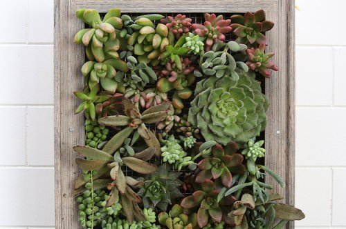 Turn Plants Into Art With This DIY Vertical Garden