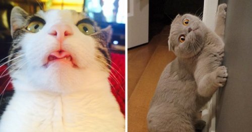 21 Photos That Prove That Yes, Cats Are Cute, But They're Also Giant Weirdos