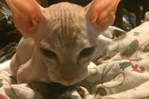 Someone In Alberta Is Shaving Kittens And Selling Them As Hairless Sphynx Cats