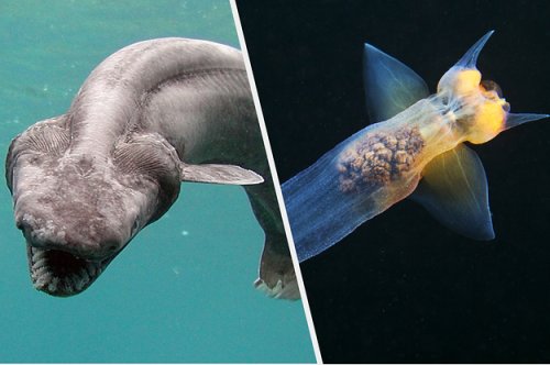 14 Ocean Creatures That Show Just How Wild The Earth Actually Is