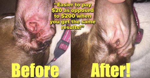 26 Products From Amazon With Before-And-After Photos That Should Seriously Impress Any Dog Owner