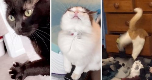 22 Cat TikToks I Saw This Week That Prove Cats Are Adorable Weirdos