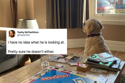 18 Pets Who Are Making Lockdown A Lot More Interesting For Their Owners