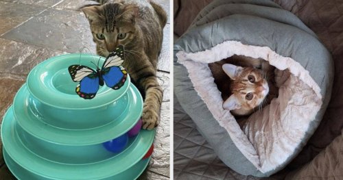 27 Things From Chewy That Just About Every Cat Parent Will Find Useful