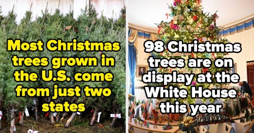 16 Facts About Christmas Trees That Make Them All The More Interesting