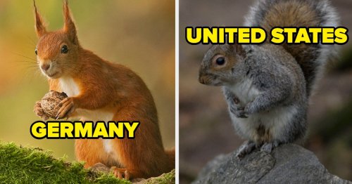 What Squirrels Look Like Around the World
