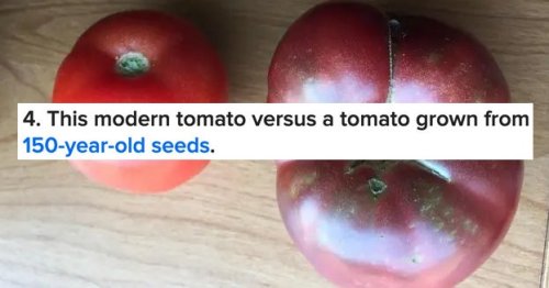 14 Side-By-Side Food Comparisons That Are Going To Blow Your Mind