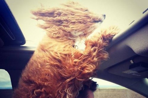 Photos That Prove No Car Ride Is Boring When A Dog Is Present