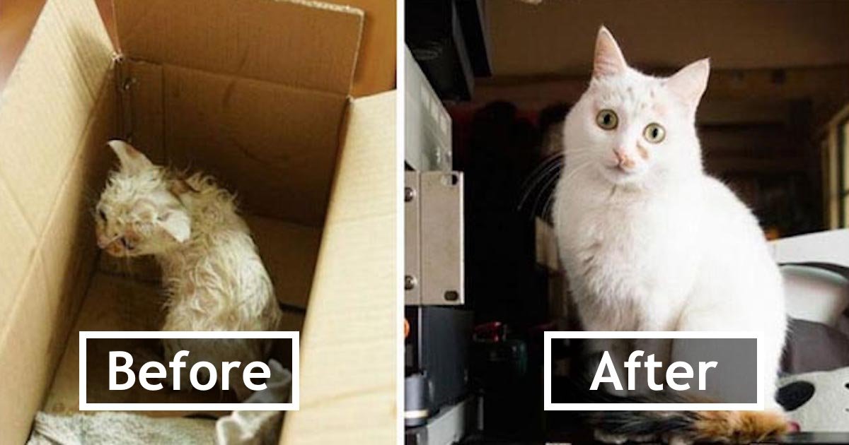 20 Photos Of Cats Before & After Being Rescued That Will Melt Your Heart