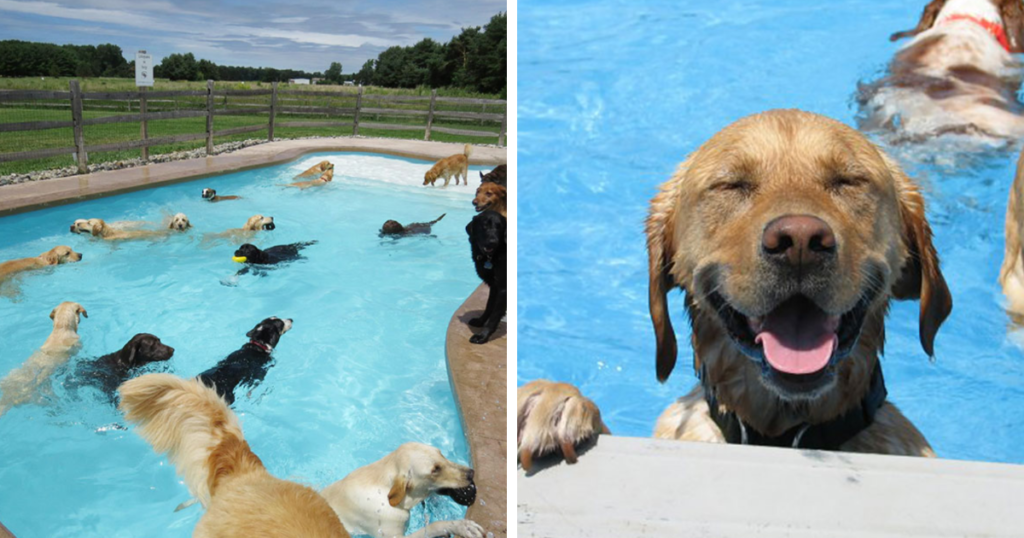 There Is A Dog Daycare That Throws Pool ‘Pawties’ For Their Dogs In Their Bone-Shaped Pool