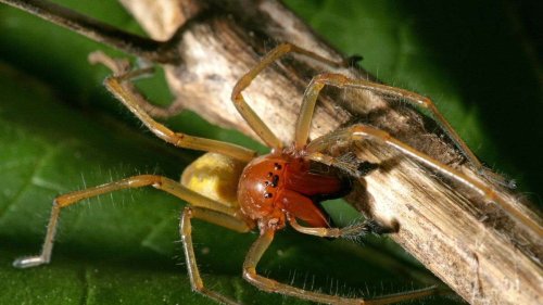 Gefährliche Spinne erobert Baden-Württemberg: Bei Biss droht Kreislaufversagen