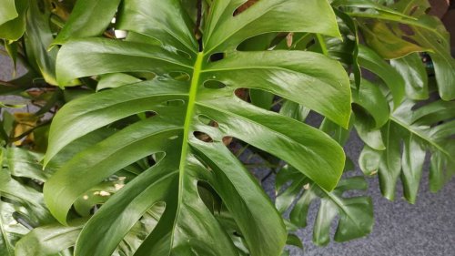 Monstera pflegen: Schnelle Hilfe bei braunen und gelben Blättern