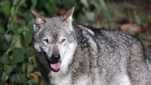 Untersuchung bestätigt neuen Wolf im Schwarzwald
