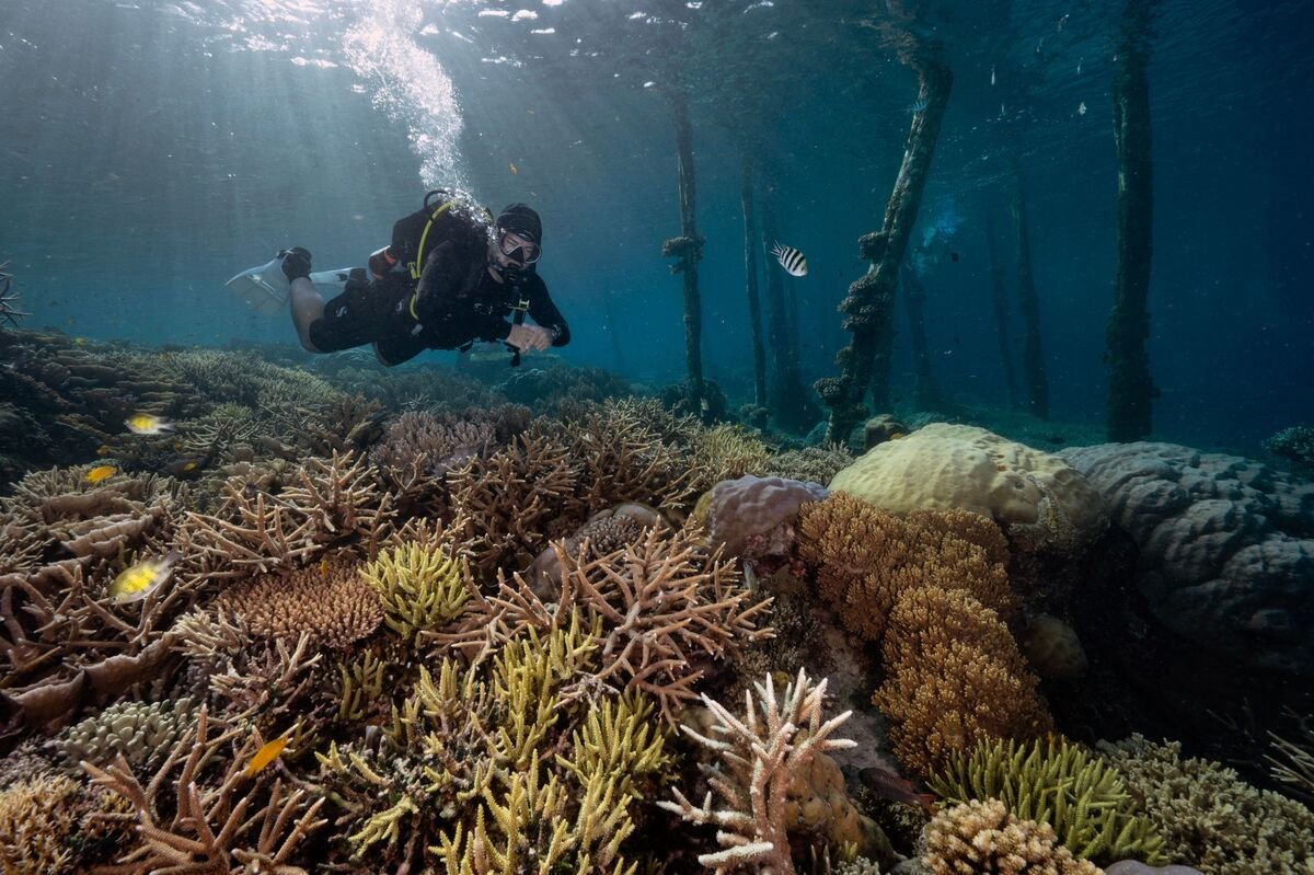 Mapping the World’s Corals Reveals More Reefs Than Previously Known