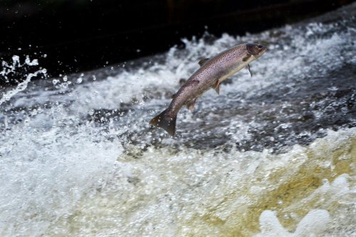 Wild Salmon Risk Extinction in England’s Rivers, Regulator Warns