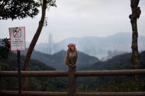 Monkey Attack Leads to First Human Case of B Virus in Hong Kong