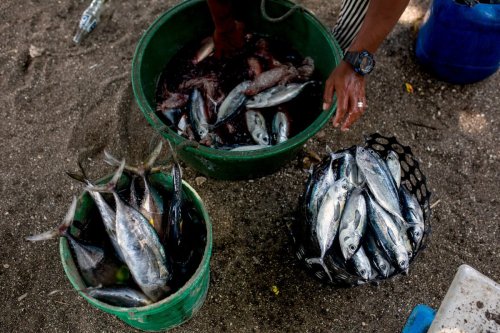 US, Quad Partners to Announce Pact to Curb Illegal Fishing