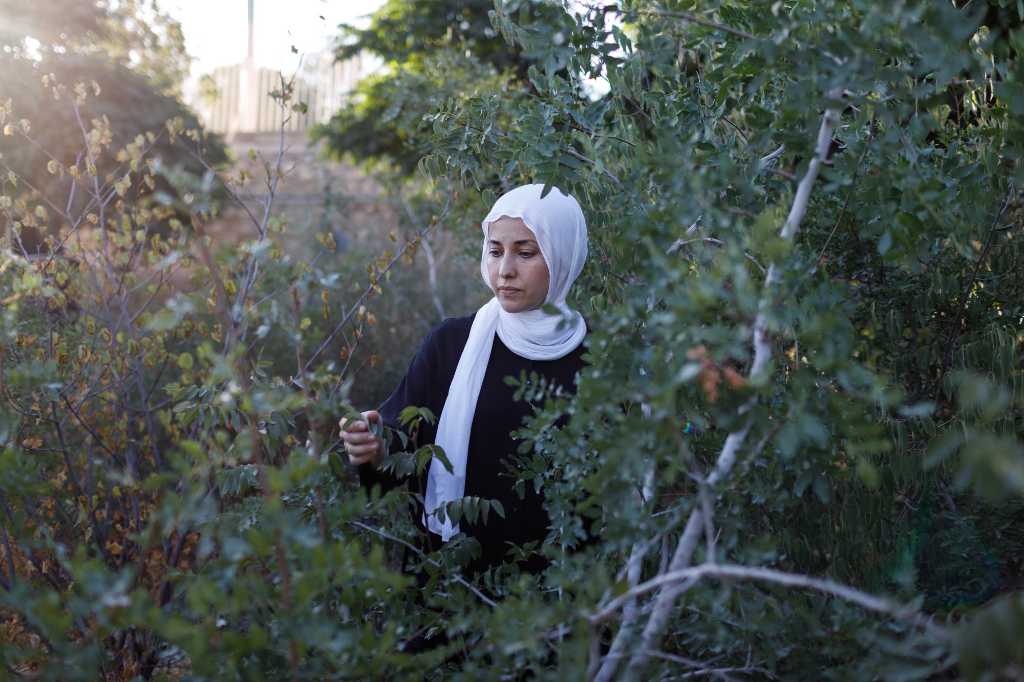 How to Cool a Desert City? Try Heat Resistant Trees