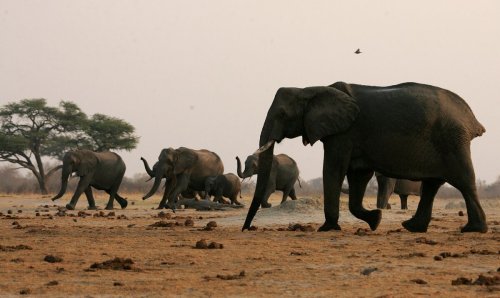 Elephants, Buffalo Travel Zimbabwe’s Length as Population Surges