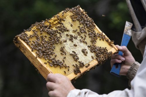 Beehive Wipeout Is Crimping Harvests as Crisis Enters New Stage