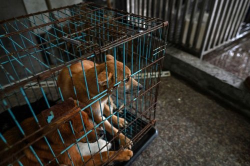 China Man Accused of Killing Adopted Dogs Sparks Online Outcry