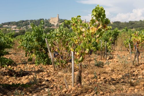 How New Satellite Technology Is Helping Farms Adapt to Global Warming