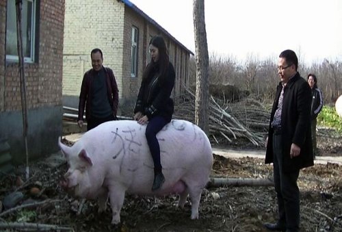 China’s Breeding Giant Pigs That Are as Heavy as Polar Bears