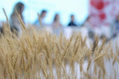 COP29: Negotiations Are a Game of Chicken on Food Day