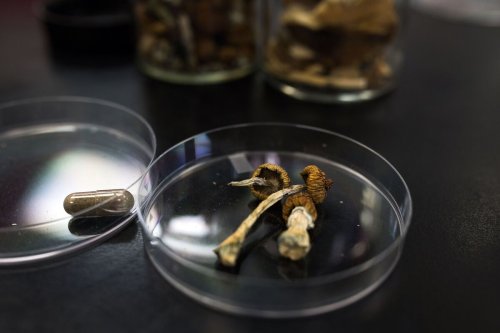 A Legal Play for ‘Shrooms in Canada Could Make Waves in the US